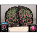 tulipe DOUBLE PRINCES - Black Label Laan...