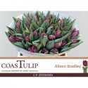 tulipe ALISON BRADLEY - CoasTulip Zoontjes