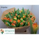 tulipe KINGSDAY - S.P. Vlaar & Zonen