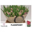 tulipe FLASH POINT - Tuliflor