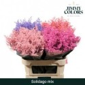 solidago OV KLB H% - Jimmy Colors BV