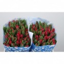 Tulp en tess - PolderPride Smal