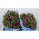 Tulipe db double princess - PolderPride Smal