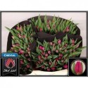 Tulipe se pink ardour - Black Label Laan...