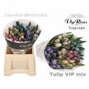 tulipe OV KLB H% - Vip Roses by Sassen