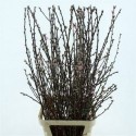 PRUNUS OV - Optimus