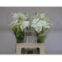 calla Crystal Blush blanc - Future Flowers