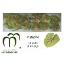 anthurium Pistache - Anthurmiddendorp