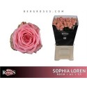 R Gr Sophia Loren - Van Den Berg Roses