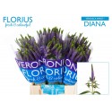 veronique SMART DIANA - Florius BV