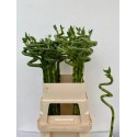 DRAC LUCKY BAMBOO - Victor Deco Bamboo