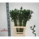 DRAC LUCKY BAMBOO - Victor Deco Bamboo