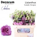 lysianthus G CELEB GRAPE - Montana Lisianthus