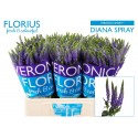 veronique SMART DIANA - Florius BV