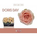 R GR DORIS DAY - Berg RoseS