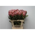 PROTEA PINK ICE - De Mooij Import BV