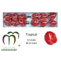 anthurium Tropical rouge - AnthurMiddendorp